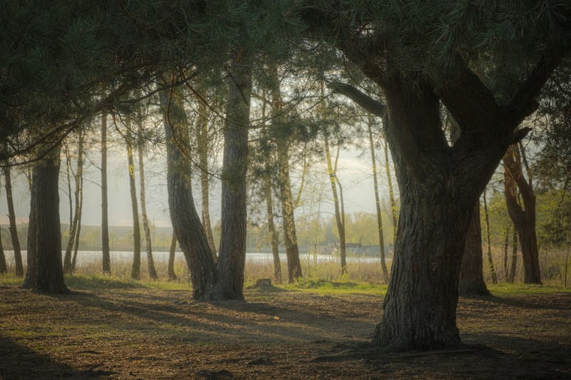 Woodland Enclaves