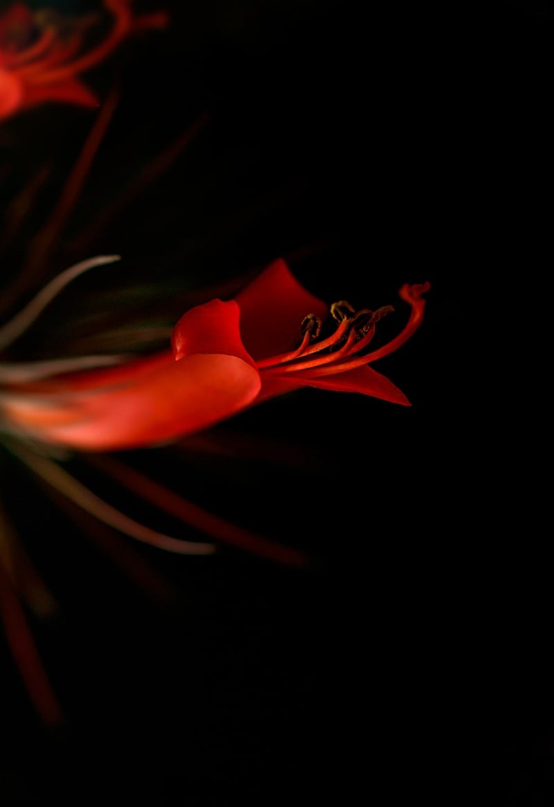 Black Bat Flower