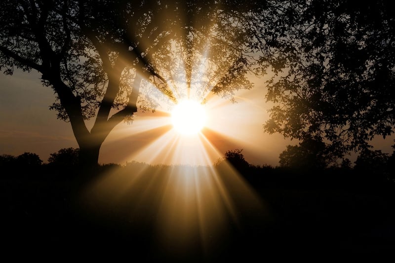 Sunlight in the forest